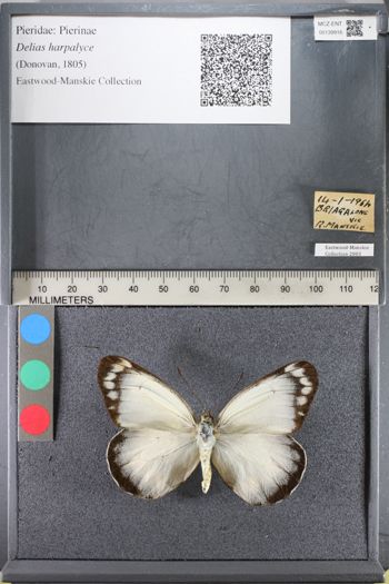 Media type: image;   Entomology 139916
